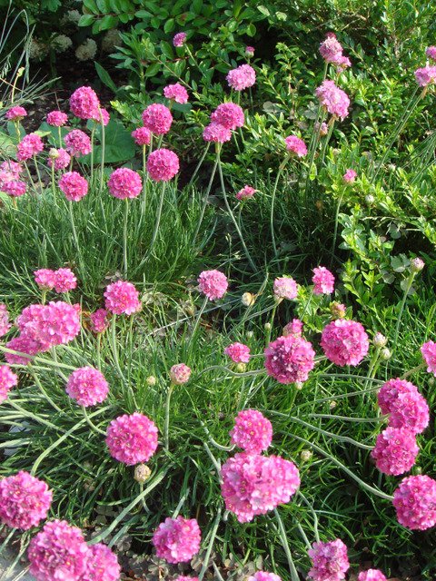 Armeria maritima